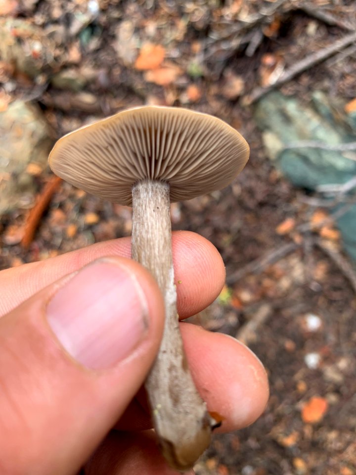 Clitocybe glacialis 42185061