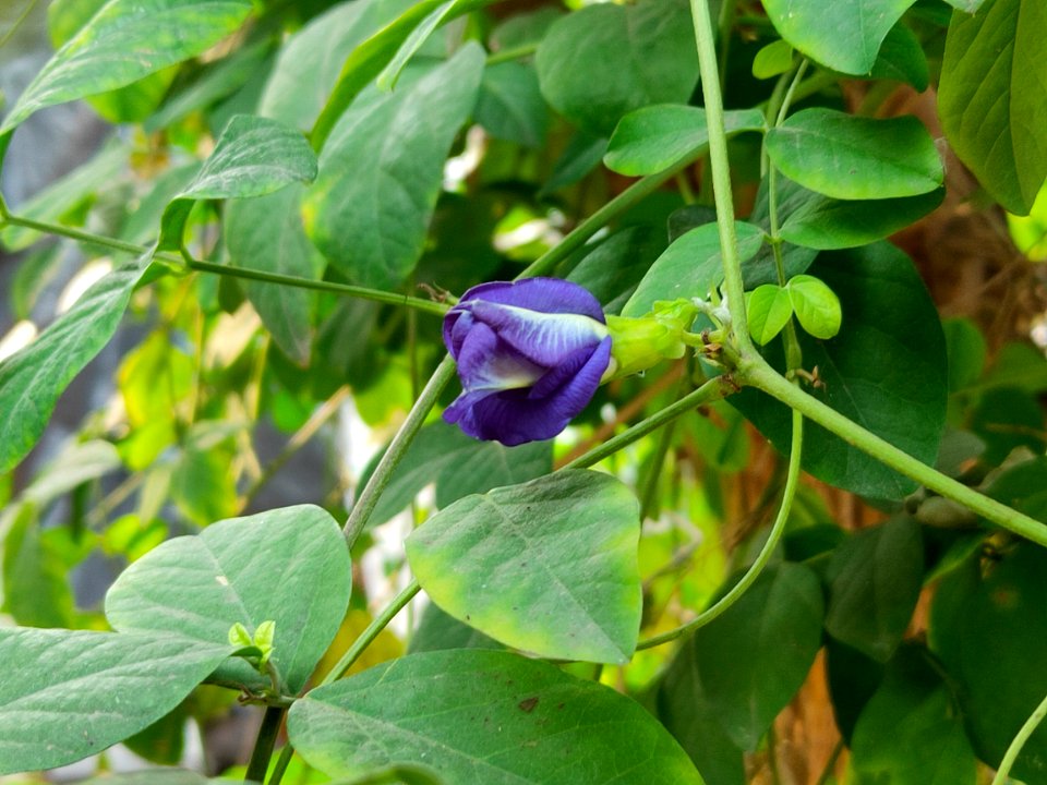 Clitoria ternatea (নীলকন্ঠ) Family- Fabaceae 2