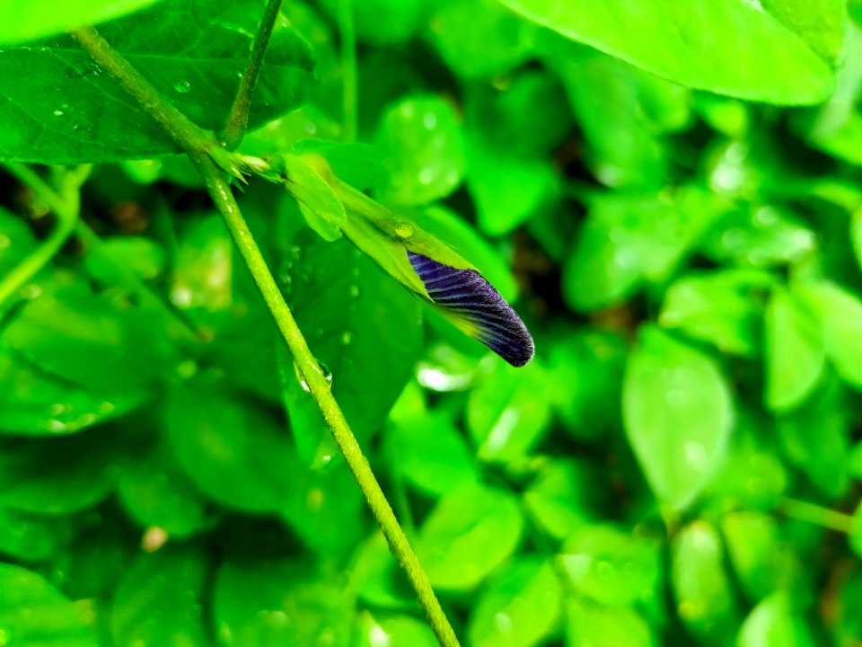 Clitoria ternatea, commonly known as Asian pigeonwings,bluebellvine, blue pea, butterfly pea