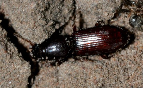 Clivina-collaris-02-fws