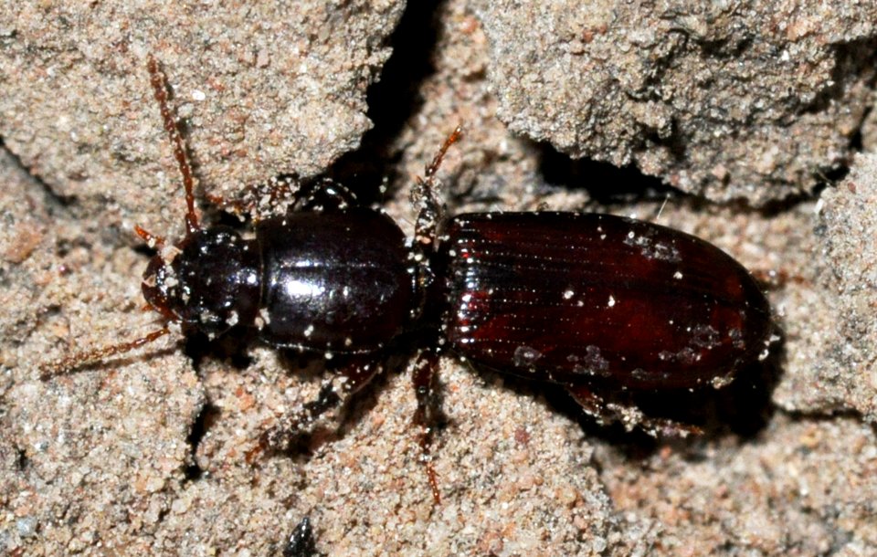 Clivina-collaris-03-fws