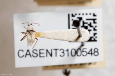 Clivinema villosa, with label