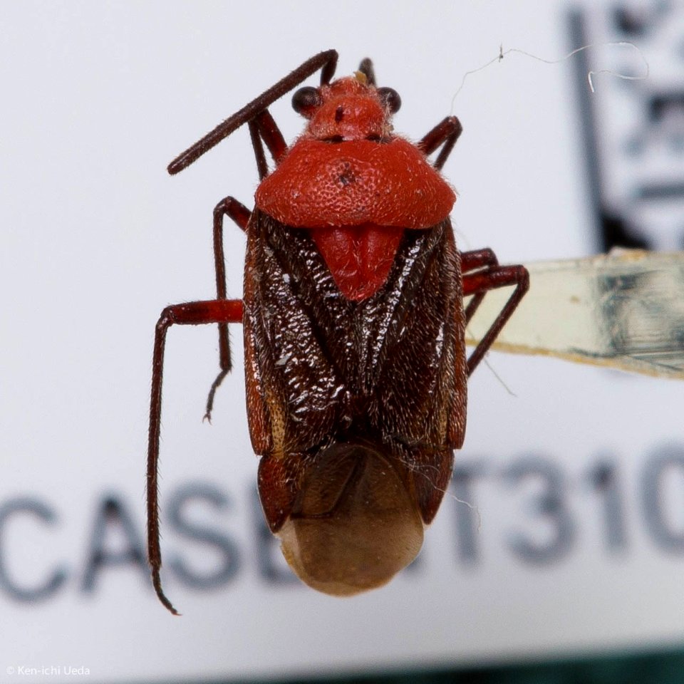 Clivinema regalis, dorsal view
