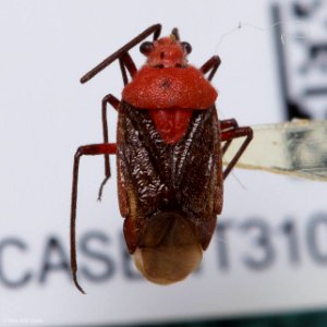 Clivinema regalis, dorsal view