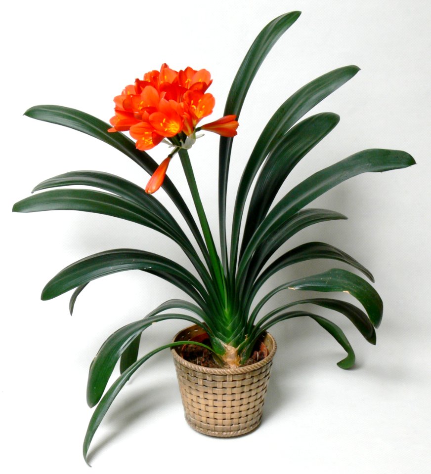 Clivia miniata IP0903001