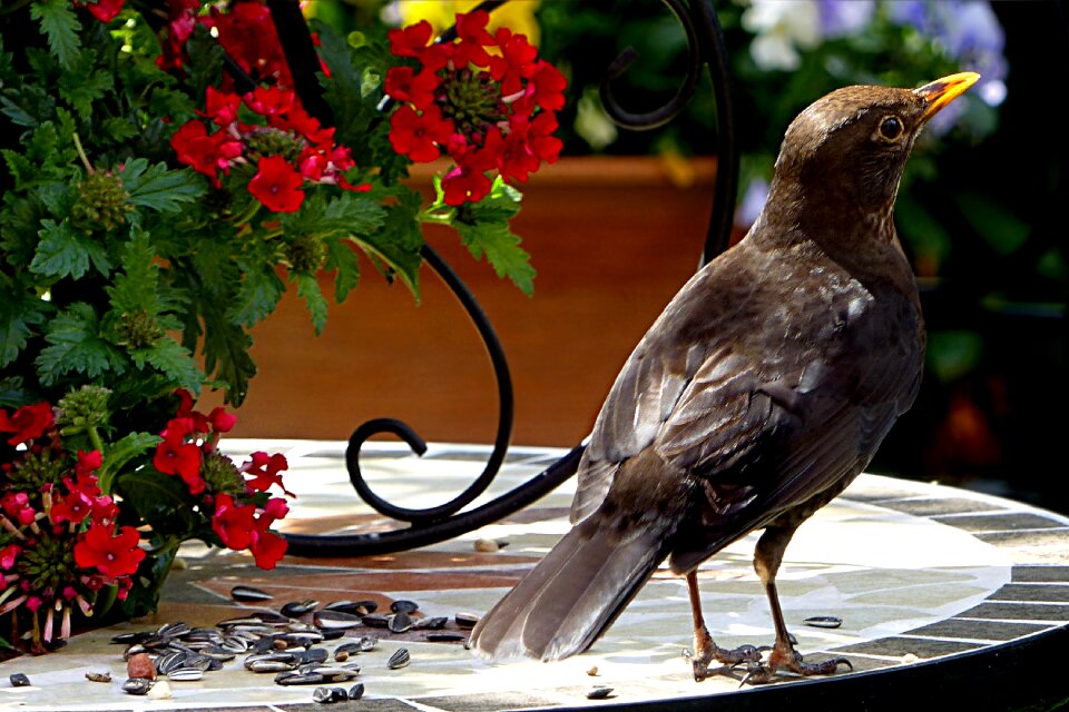 Turdus merula foraging garden