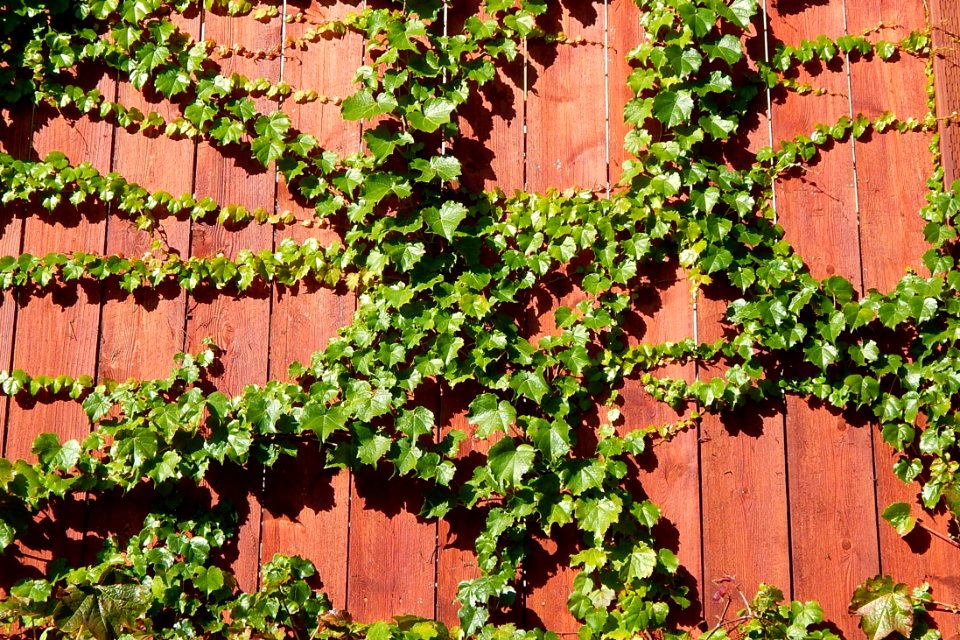Climbing ivy on fence