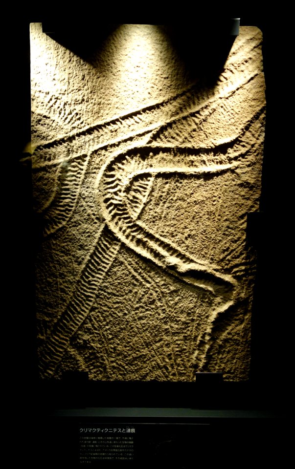 Climactichnites - National Museum of Nature and Science, Tokyo - DSC07693