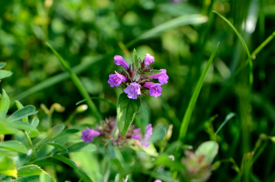 Clinopodium vulgare flowering