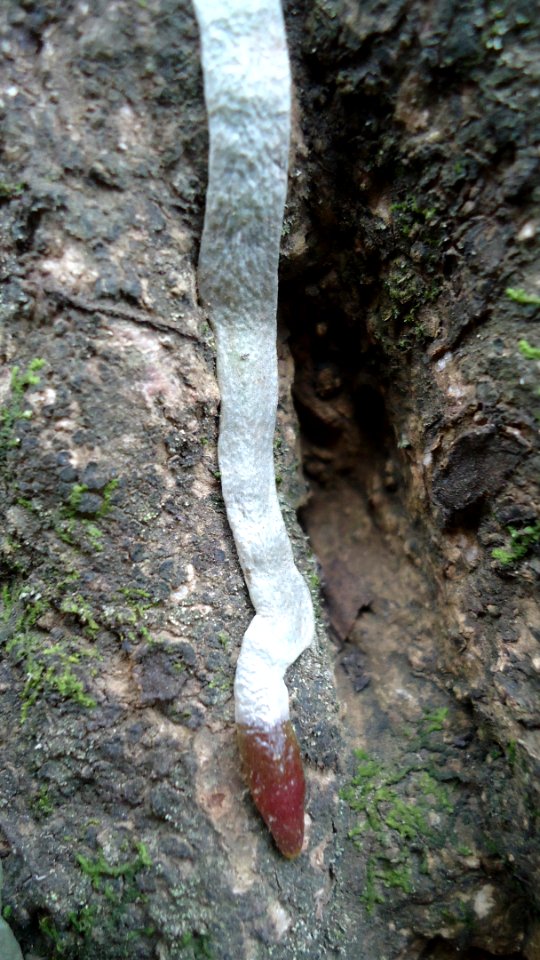 Clinging root of epiphyte