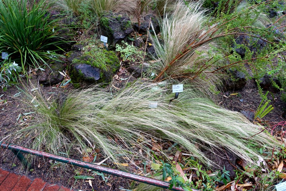 Clinopodium bolivianum - Flora park - Cologne, Germany - DSC00577