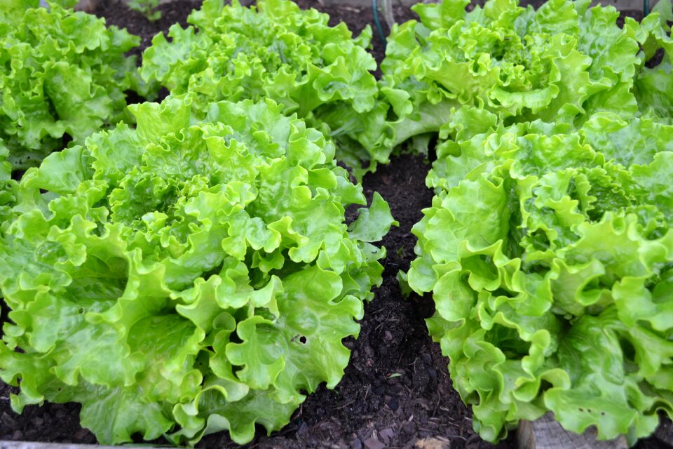 Vegetable garden harvest vegetables