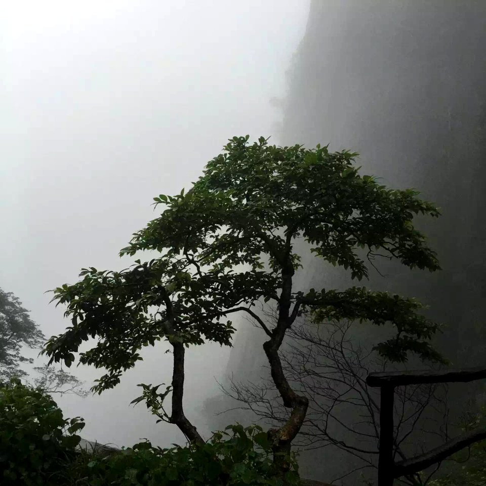 Cliffs of Sanqing Mountain