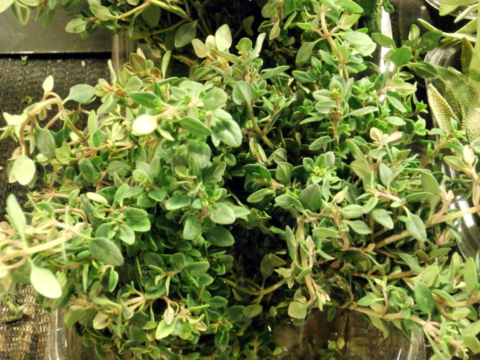 Closeup of lemon thyme