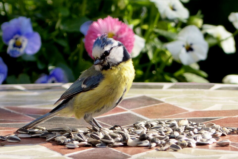 Blue tit cyanistes caeruleus young