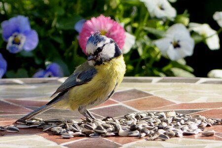 Blue tit cyanistes caeruleus young photo