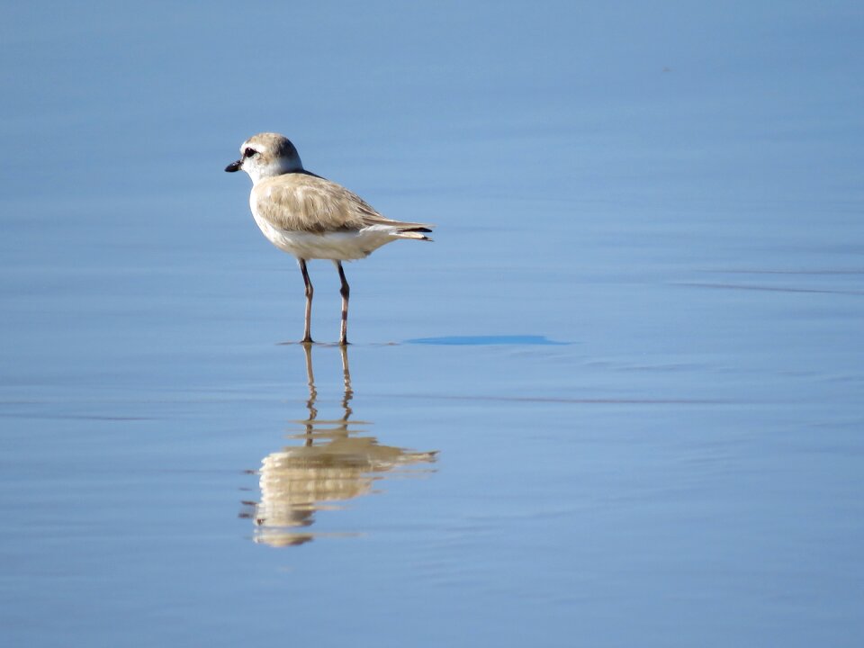 Wader bird mozambique