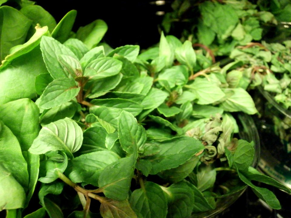 Closeup of basil for sale
