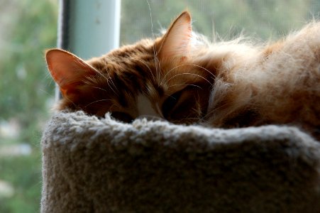 Closeup of Cat in Cat Tower