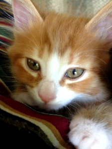 Closeup of Orange Kitten photo