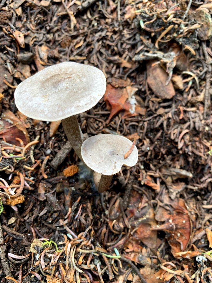 Clitocybe glacialis 42185096