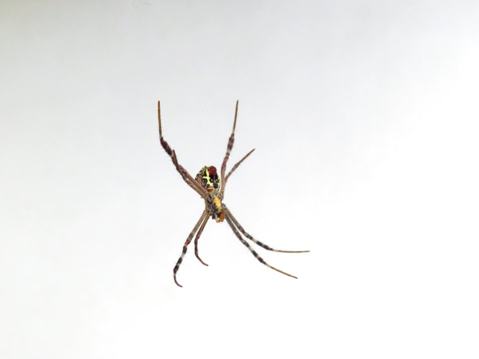 Close-up of spider