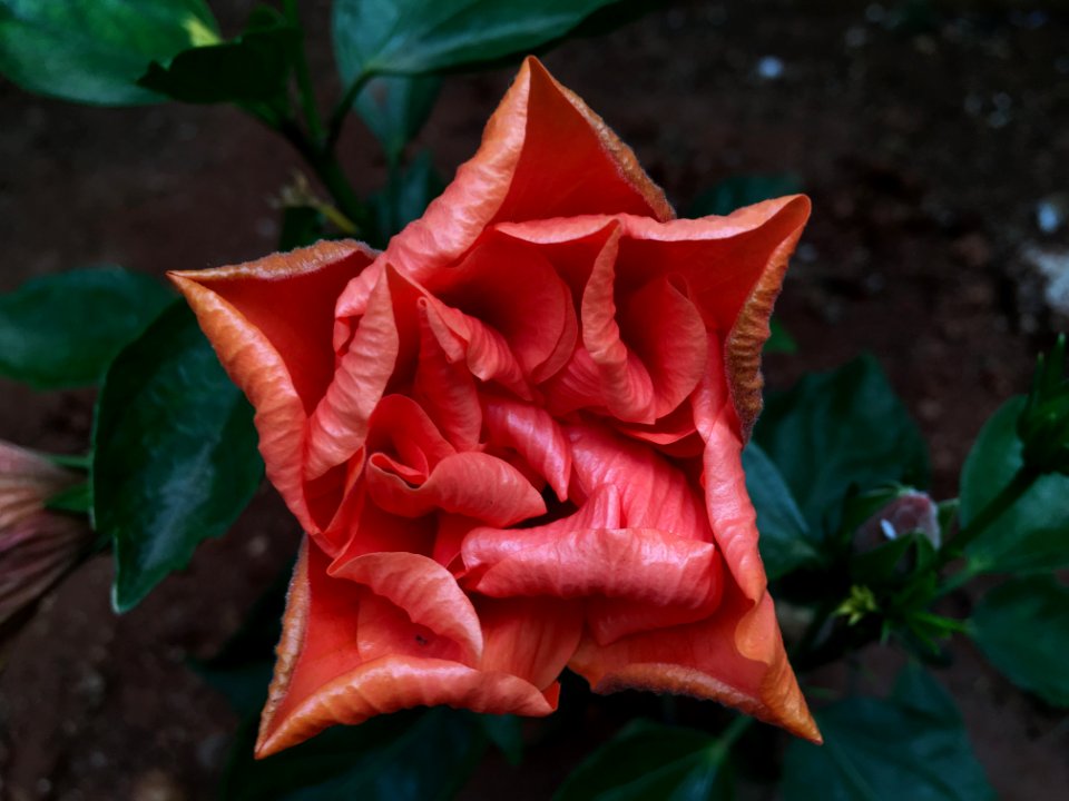 Close-up of a red flower