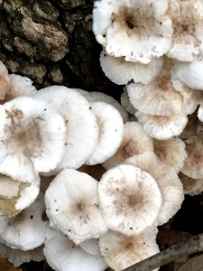 Clitocybula abundans 37844260