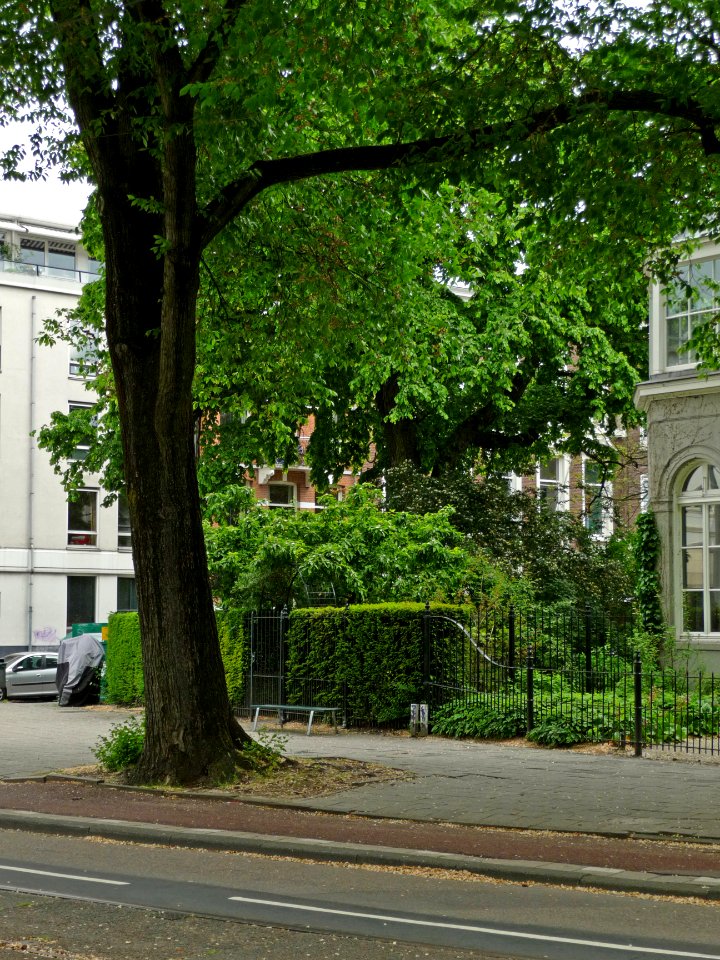 Close-up photo of an elm tree on the corner of the Hortus Botanicus of Amsterdam; high resolution image by FotoDutch in June 2013 photo