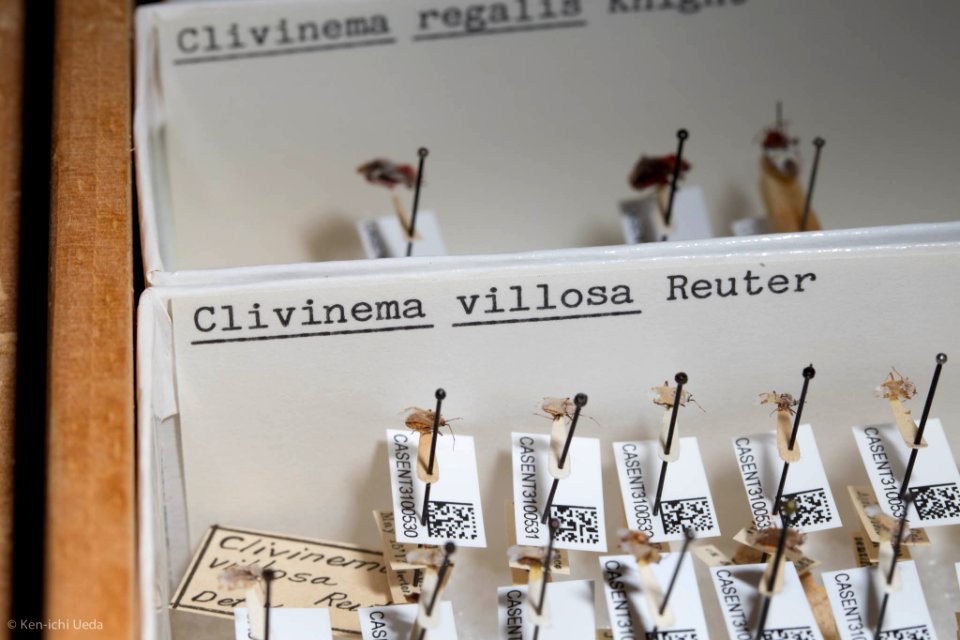 Clivinema villosa, diversity