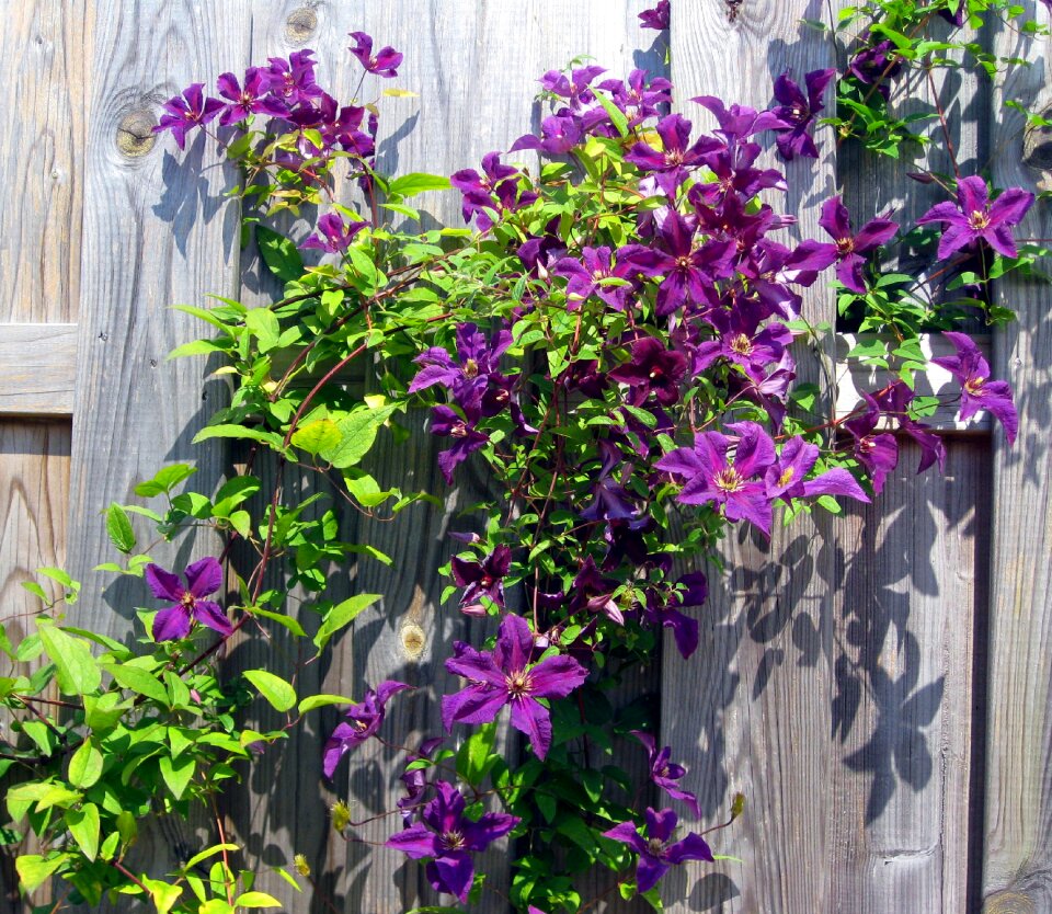 Bloom flower fence