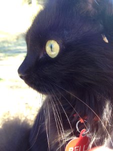 Closeup of a black cat photo