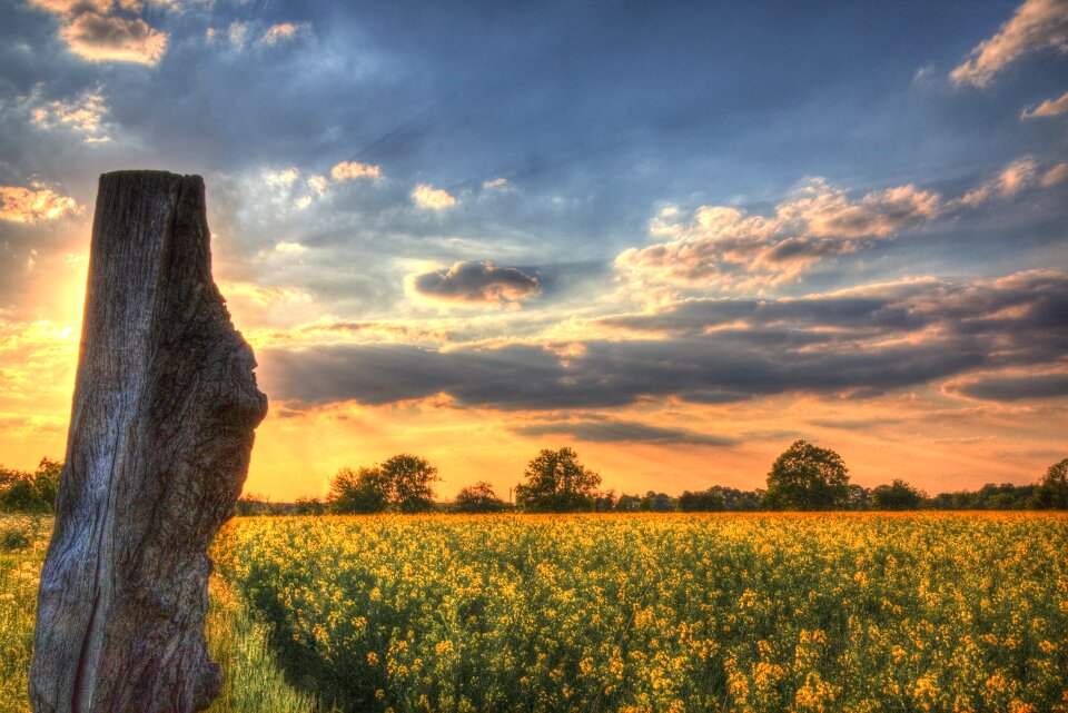 Field of rapeseeds clouds wood