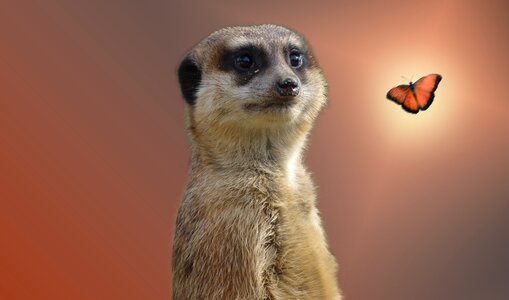 Nature curious mammal