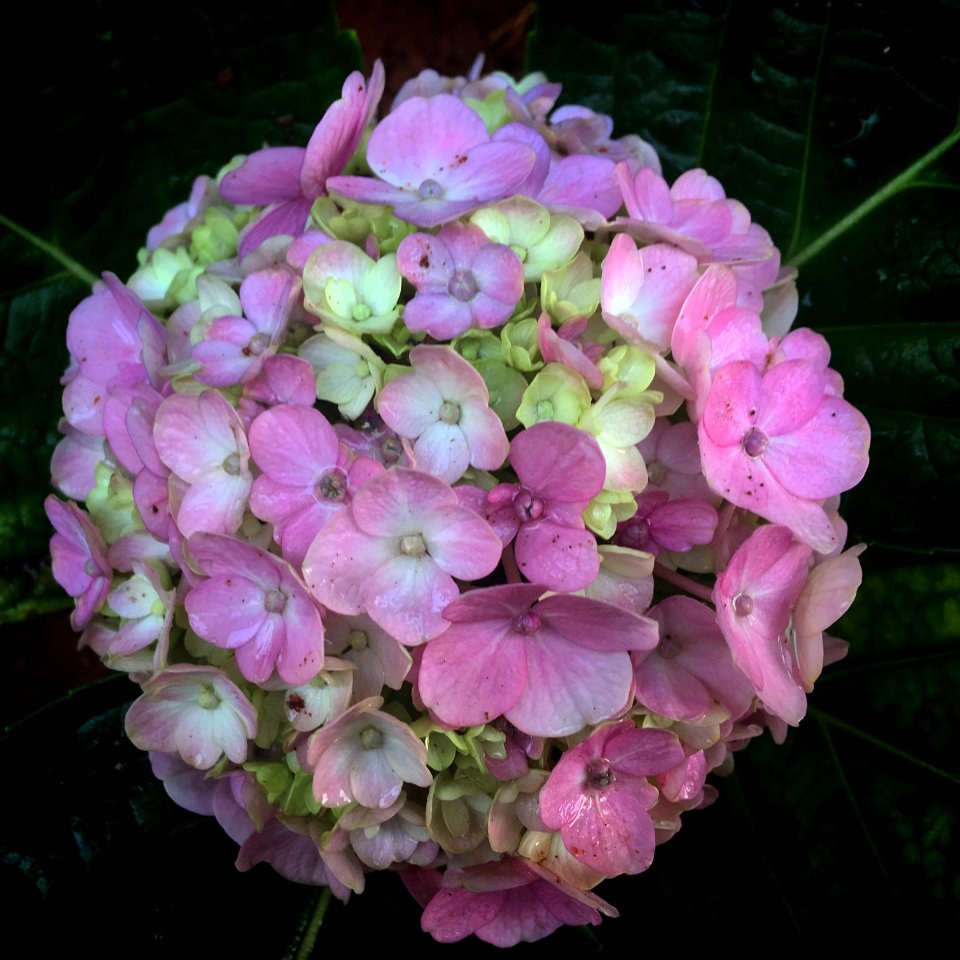 Close-up of a bunch of pink flowers (3)