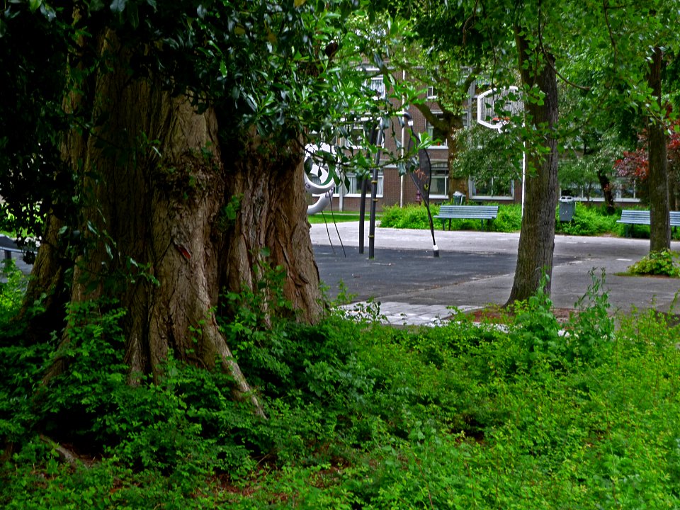 Close-op photo of a large trunk of a poplar tree, along the Plantage Muidergracht; high resolution image by FotoDutch in June 2013