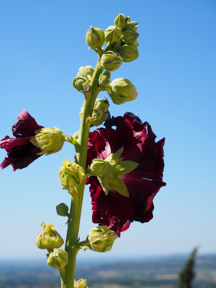 Red hollyhock poplar rose