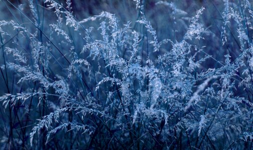 Night flowering background