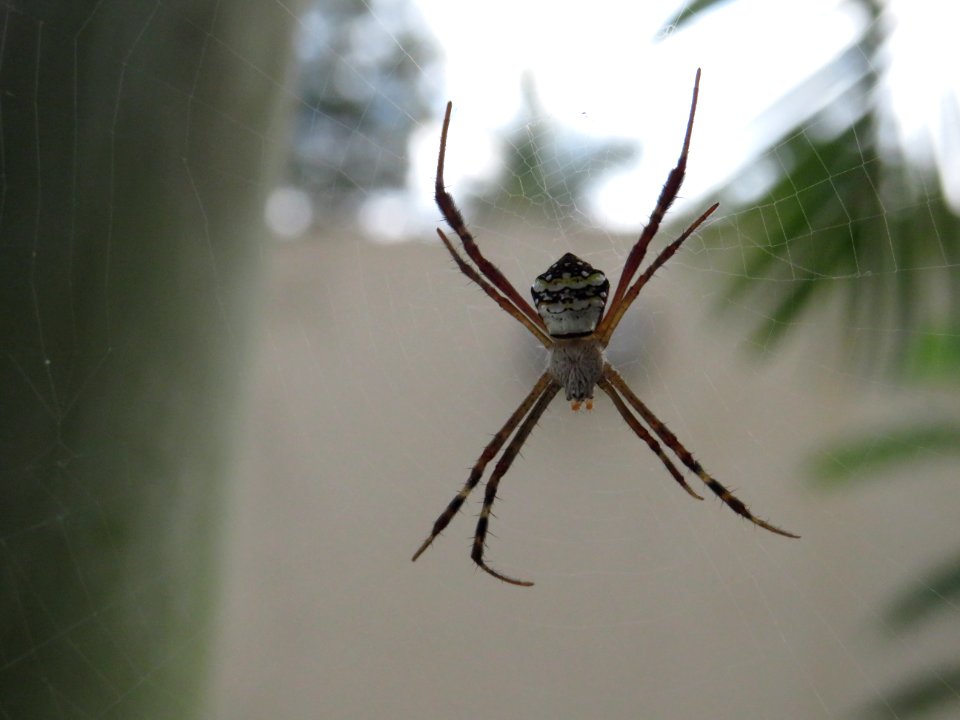 Close-up of a spider (dorsal side)