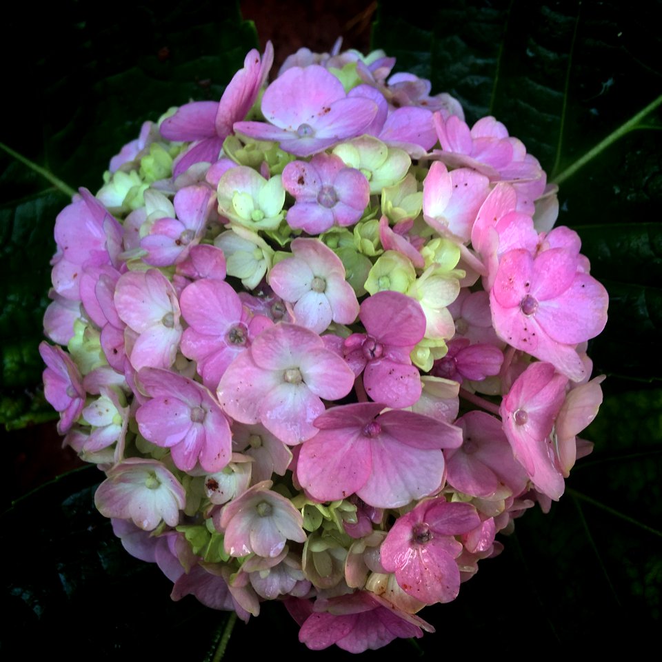 Close-up of a bunch of pink flowers (2)