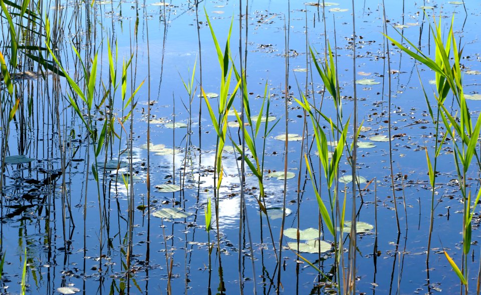 Cloud reflected in pond on Malmön