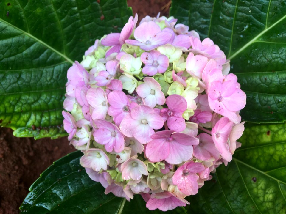 Close-up of a bunch of pink flowers (1)