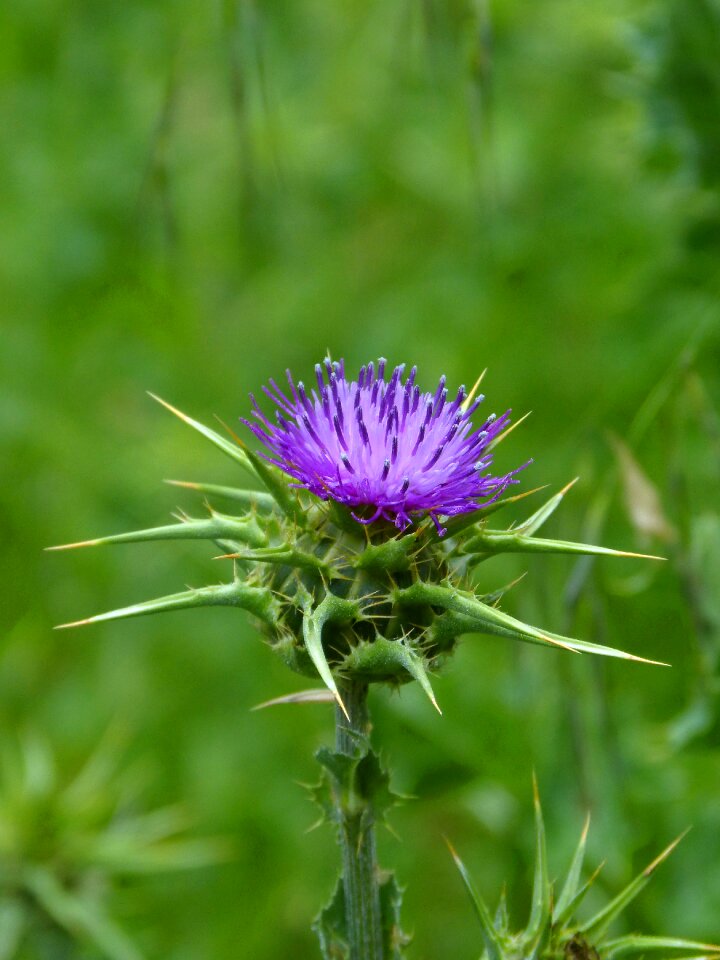 Thistle beauty thorns