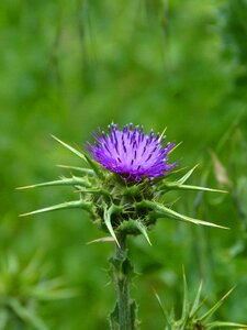 Thistle beauty thorns photo