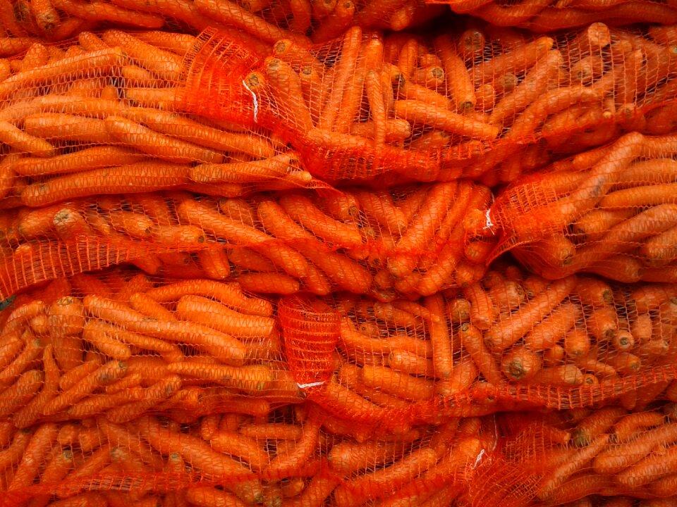Rabbit food horse feed orange