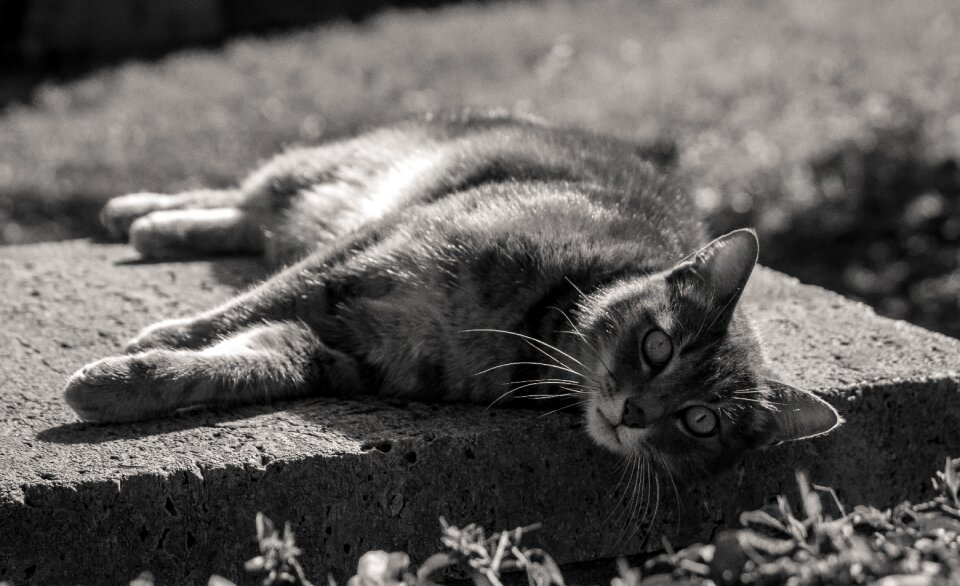 Vlack and black outdoors lying on the sun