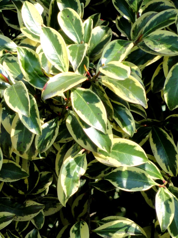 Cleyera japonica - Villa Melzi (Bellagio) - DSC02733 (crop)