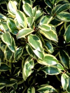 Cleyera japonica - Villa Melzi (Bellagio) - DSC02733 (crop)