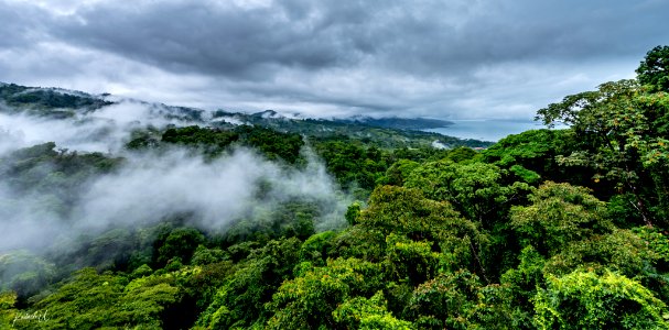 Cloud Forest (260448263) photo