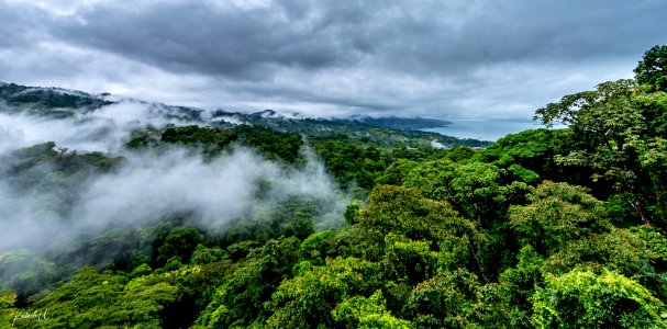 Cloud Forest (260448263)